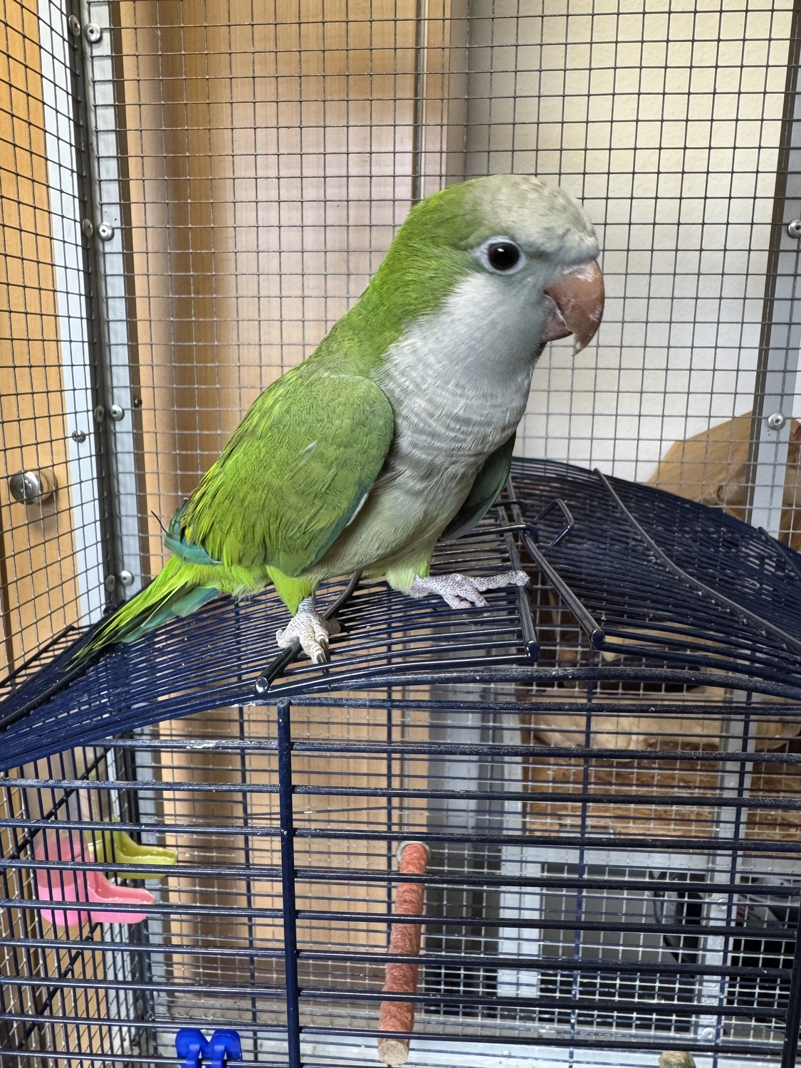  Vögel von Tierschutzverein Pforzheim und Umgebung e.V