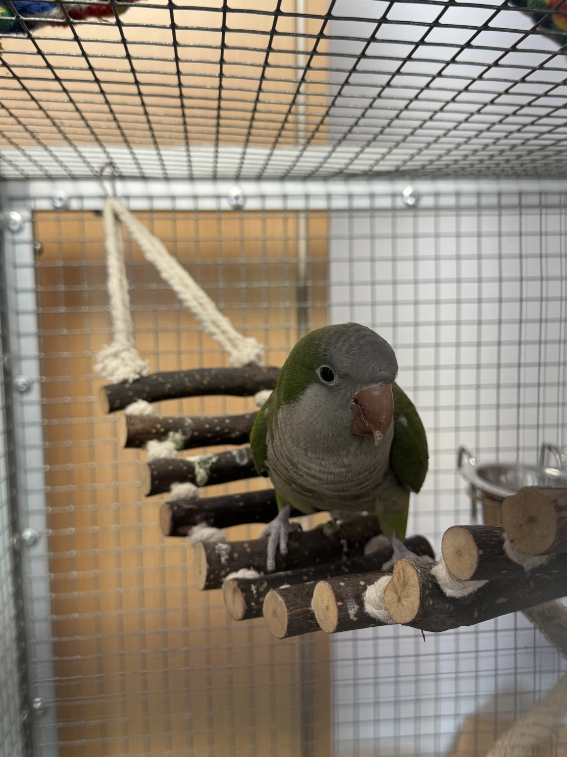  Vögel von Tierschutzverein Pforzheim und Umgebung e.V