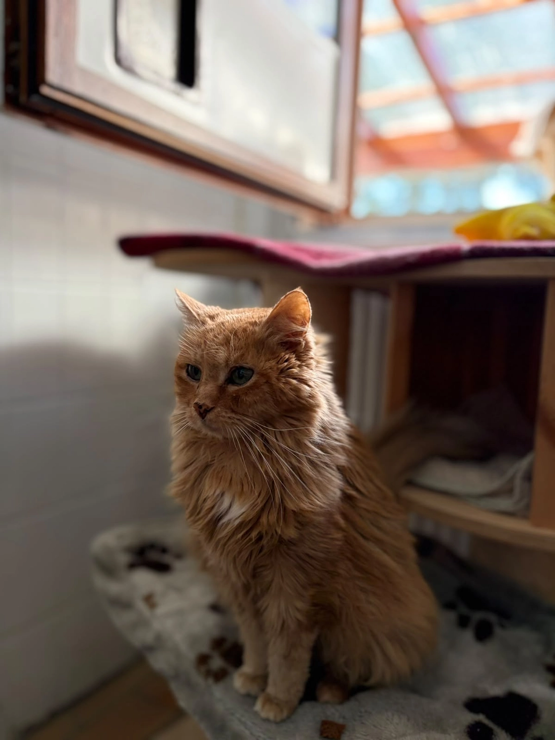 Katze von Tierschutzverein Pforzheim und Umgebung e.V