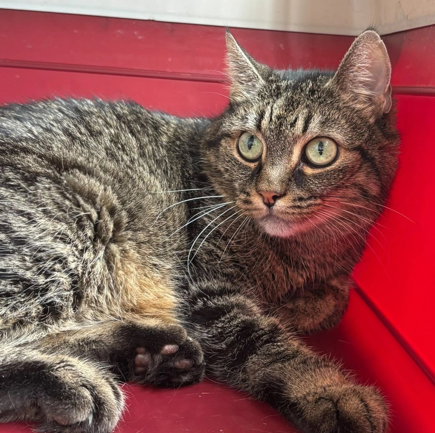 Katze von Tierschutzverein Pforzheim und Umgebung e.V