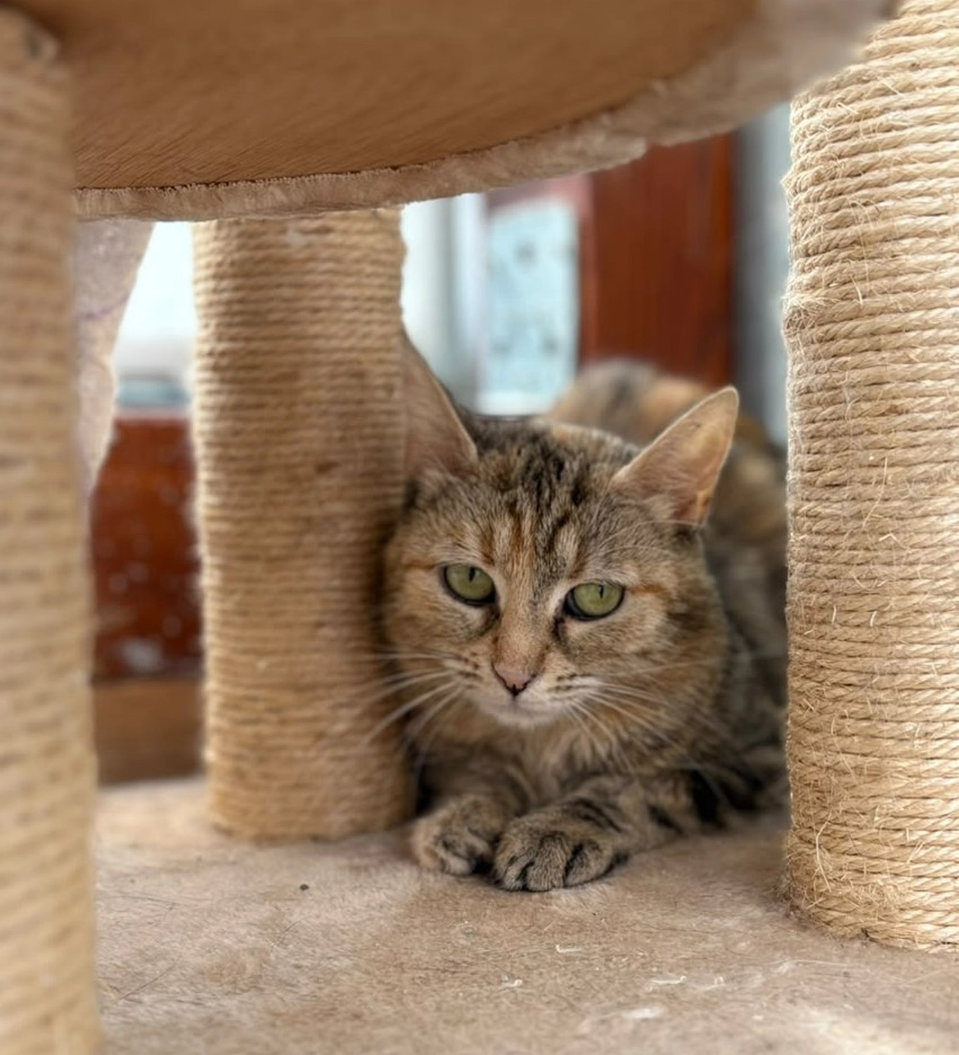 Katze von Tierschutzverein Pforzheim und Umgebung e.V