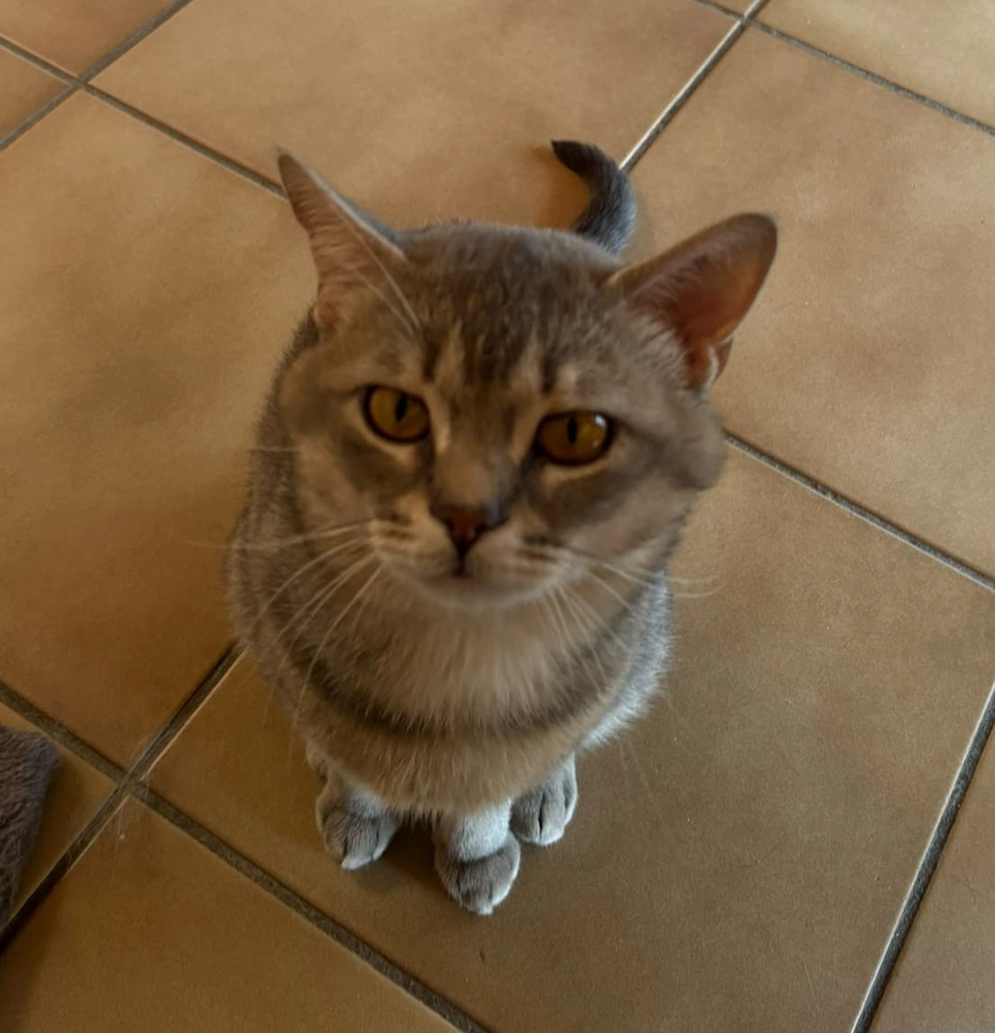 Katze von Tierschutzverein Pforzheim und Umgebung e.V