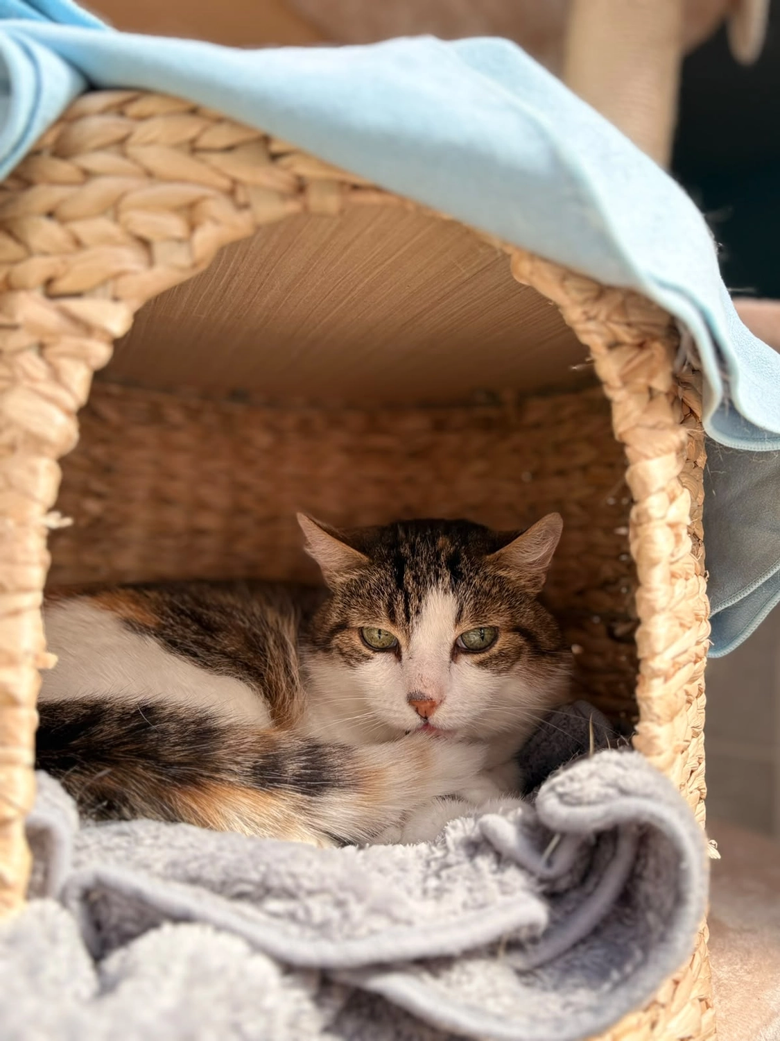 Katze von Tierschutzverein Pforzheim und Umgebung e.V