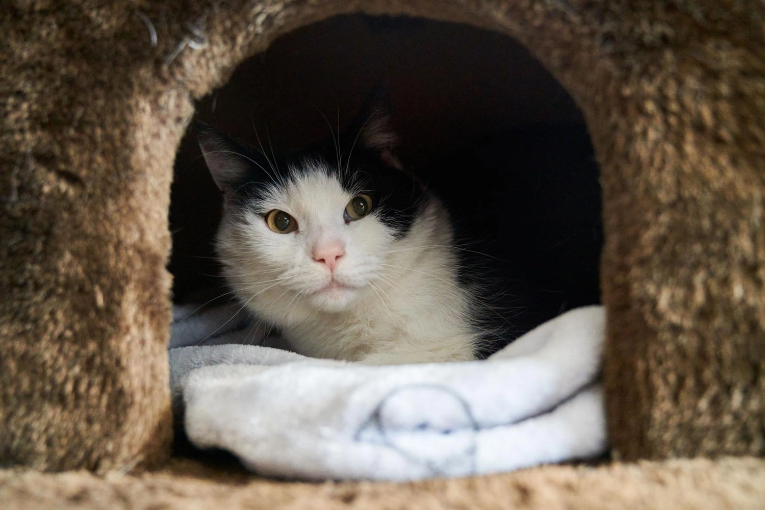 Katze von Tierschutzverein Pforzheim und Umgebung e.V