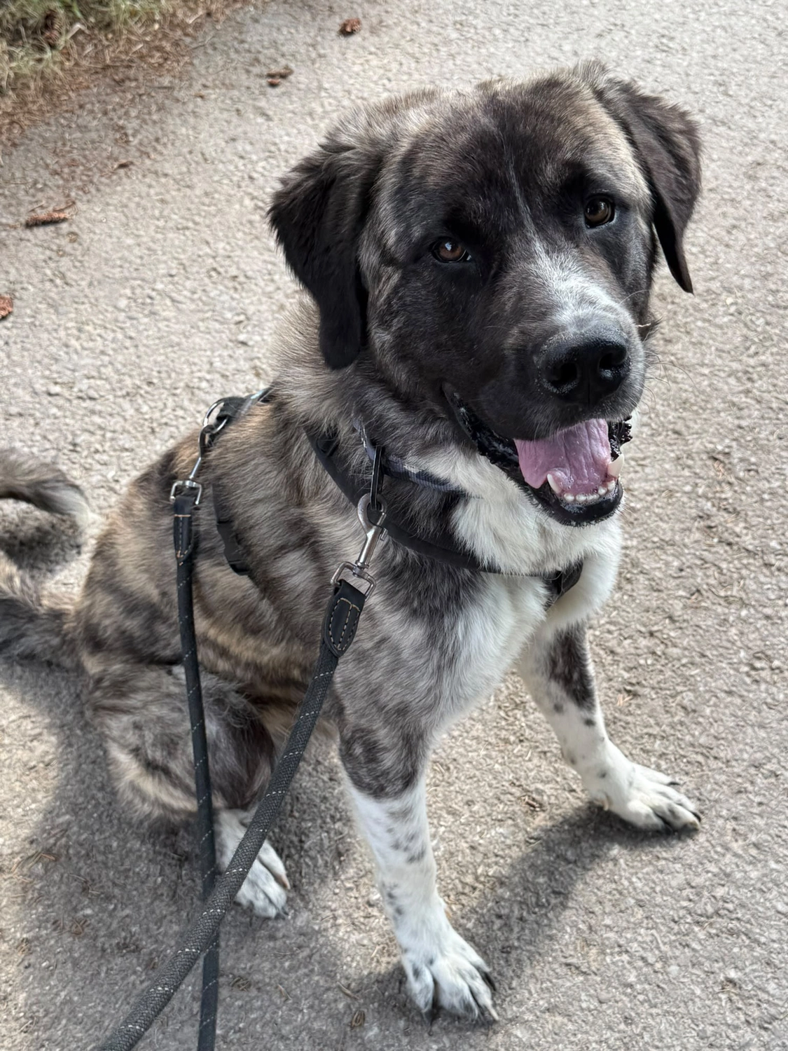 Fluffy und Hagrid - Herdenschutz-Mischlinge im Tierheim Pforzheim
