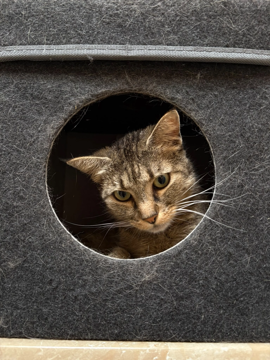 Katze von Tierschutzverein Pforzheim und Umgebung e.V
