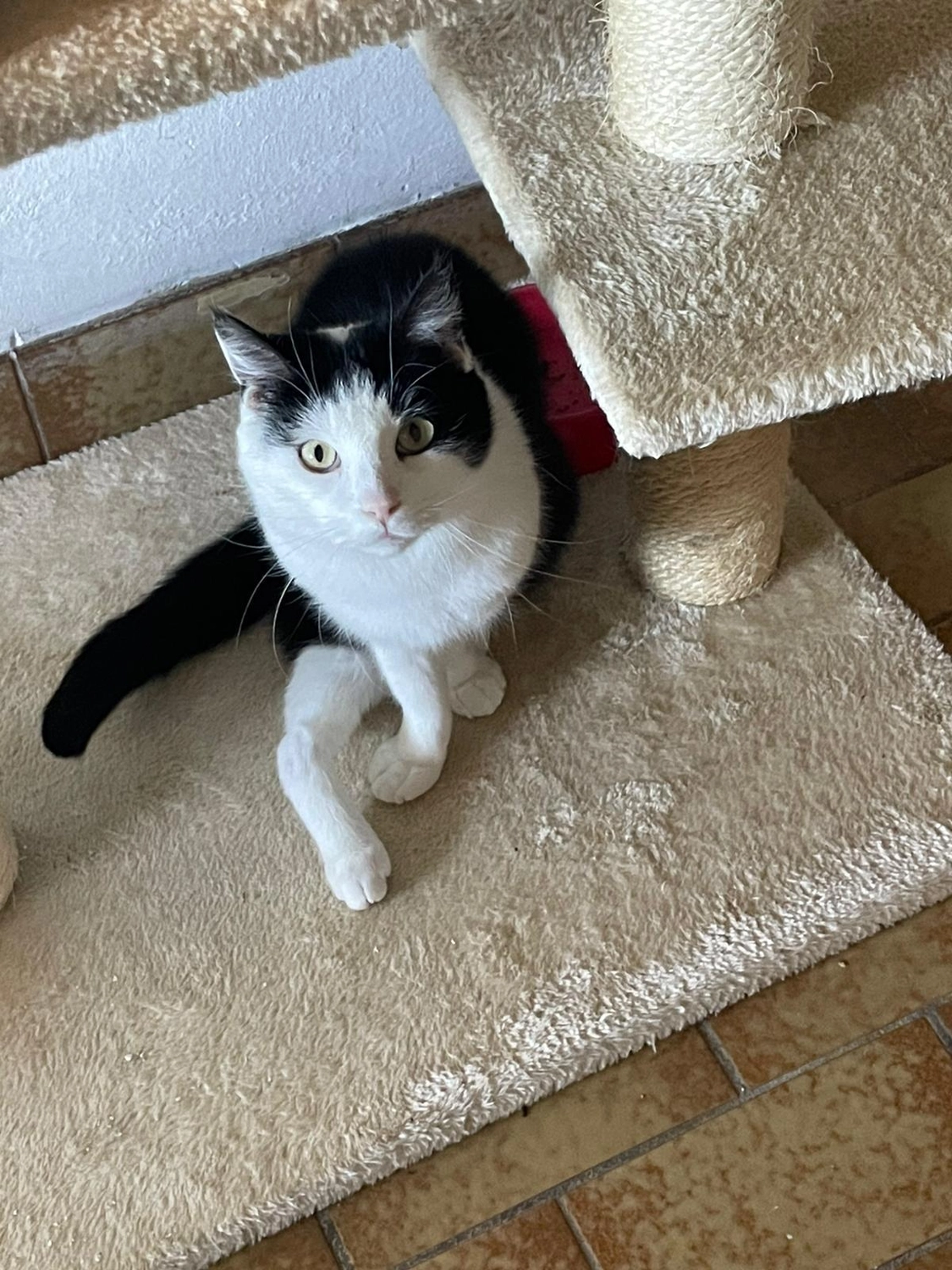 Katze von Tierschutzverein Pforzheim und Umgebung e.V