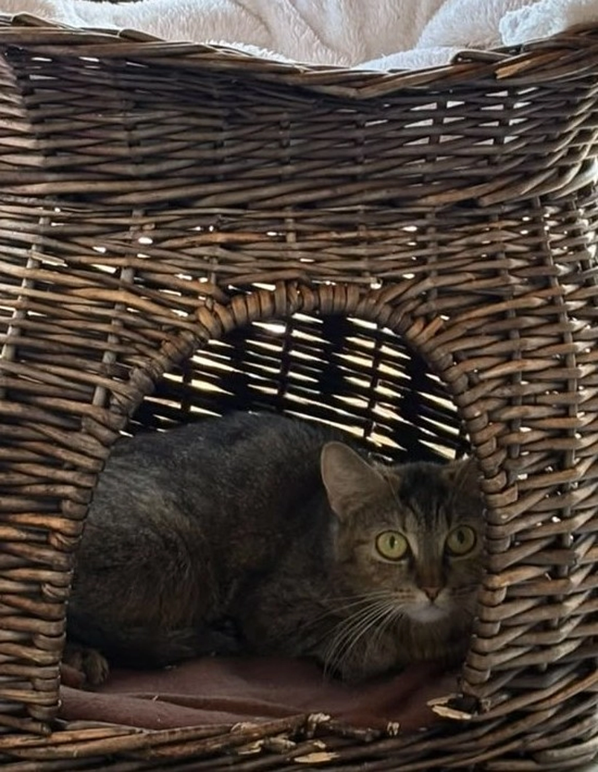 Katze von Tierschutzverein Pforzheim und Umgebung e.V