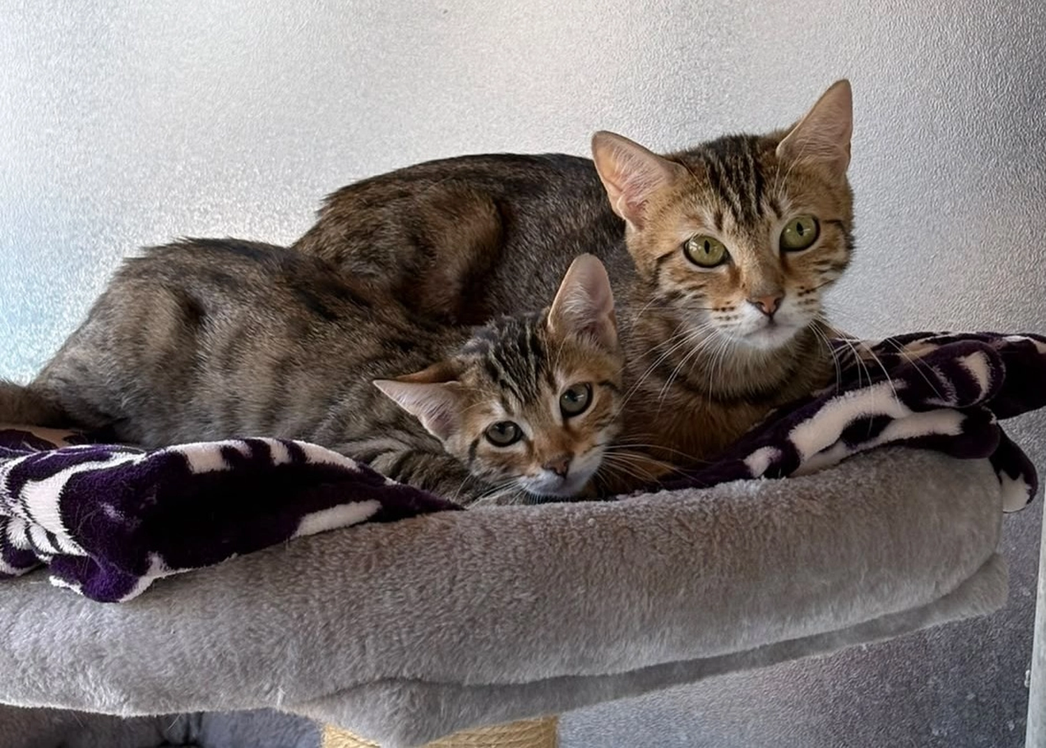 Katze von Tierschutzverein Pforzheim und Umgebung e.V