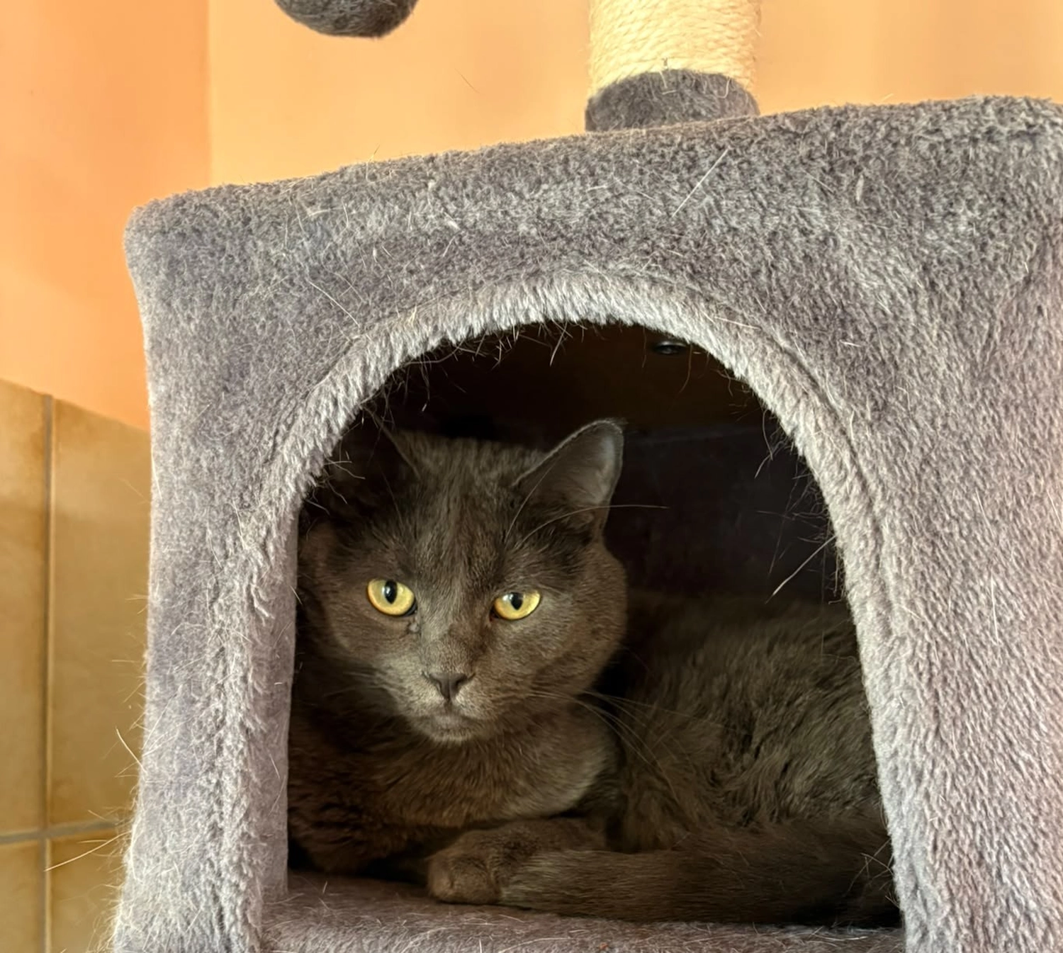 Katze von Tierschutzverein Pforzheim und Umgebung e.V