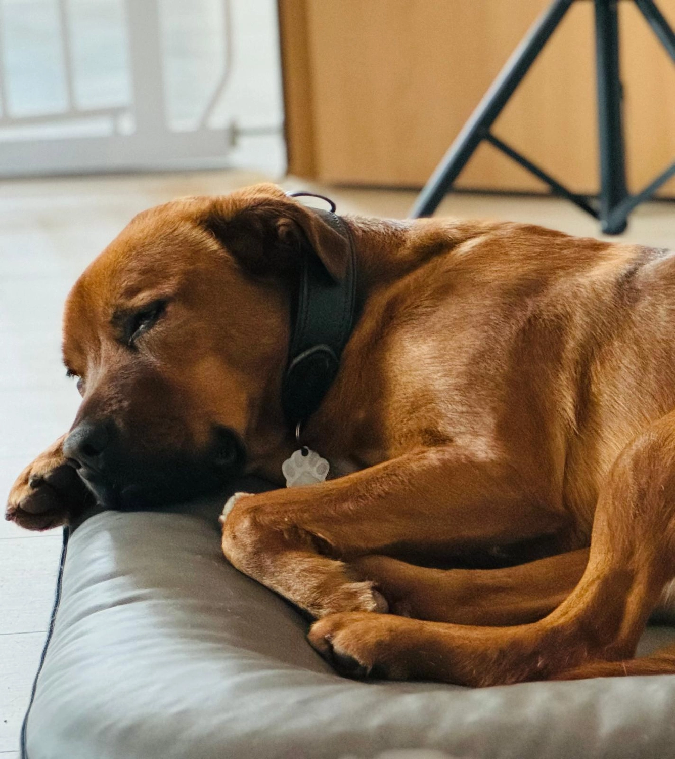 Hund von Tierschutzverein Pforzheim und Umgebung e.V