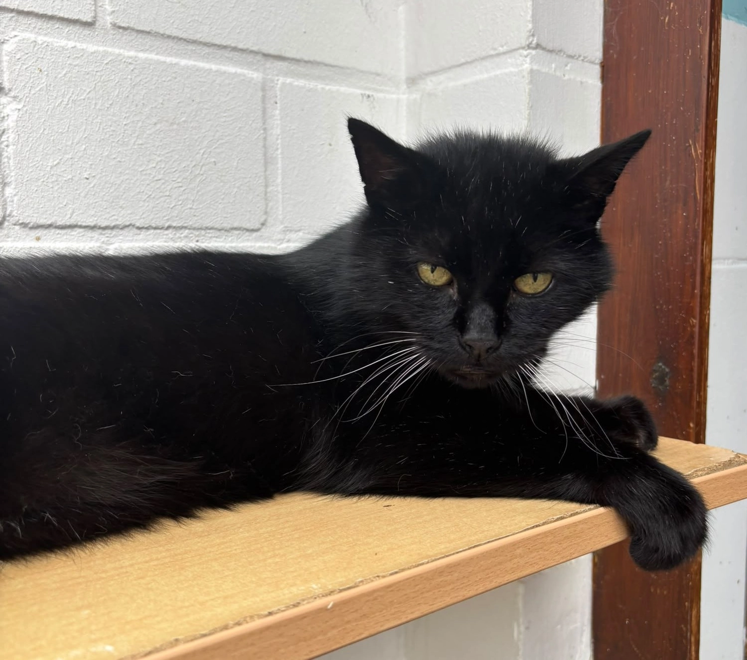 Katze von Tierschutzverein Pforzheim und Umgebung e.V