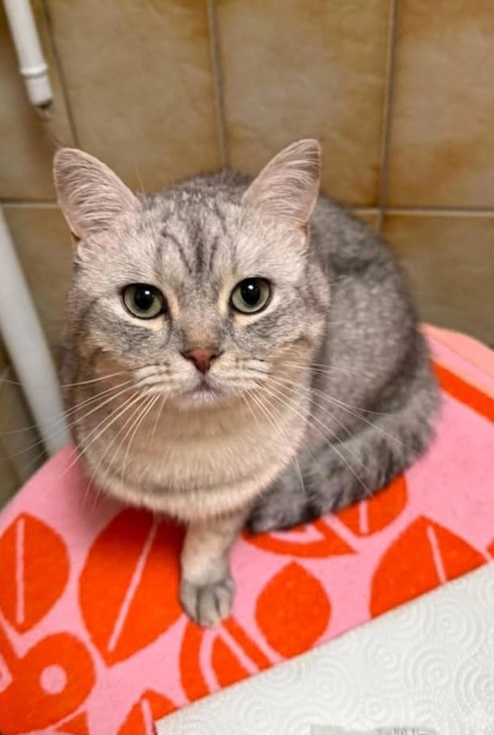 Katze von Tierschutzverein Pforzheim und Umgebung e.V