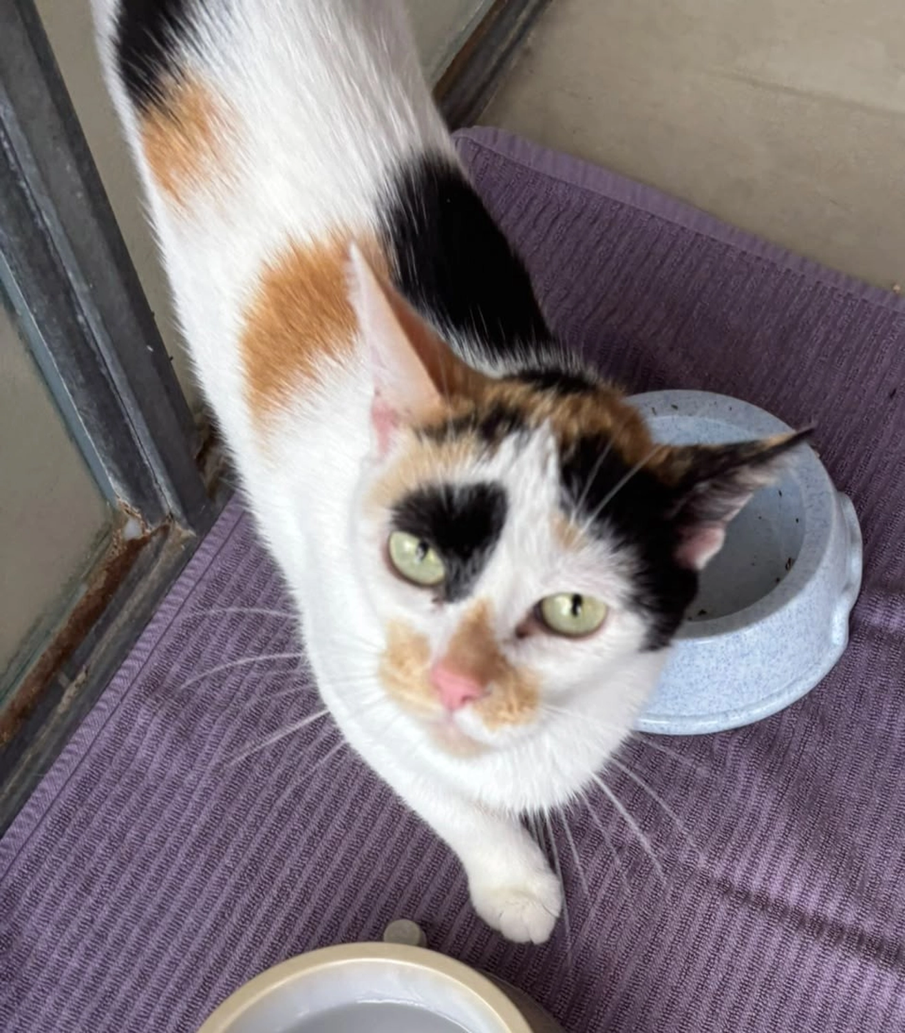 Katze von Tierschutzverein Pforzheim und Umgebung e.V