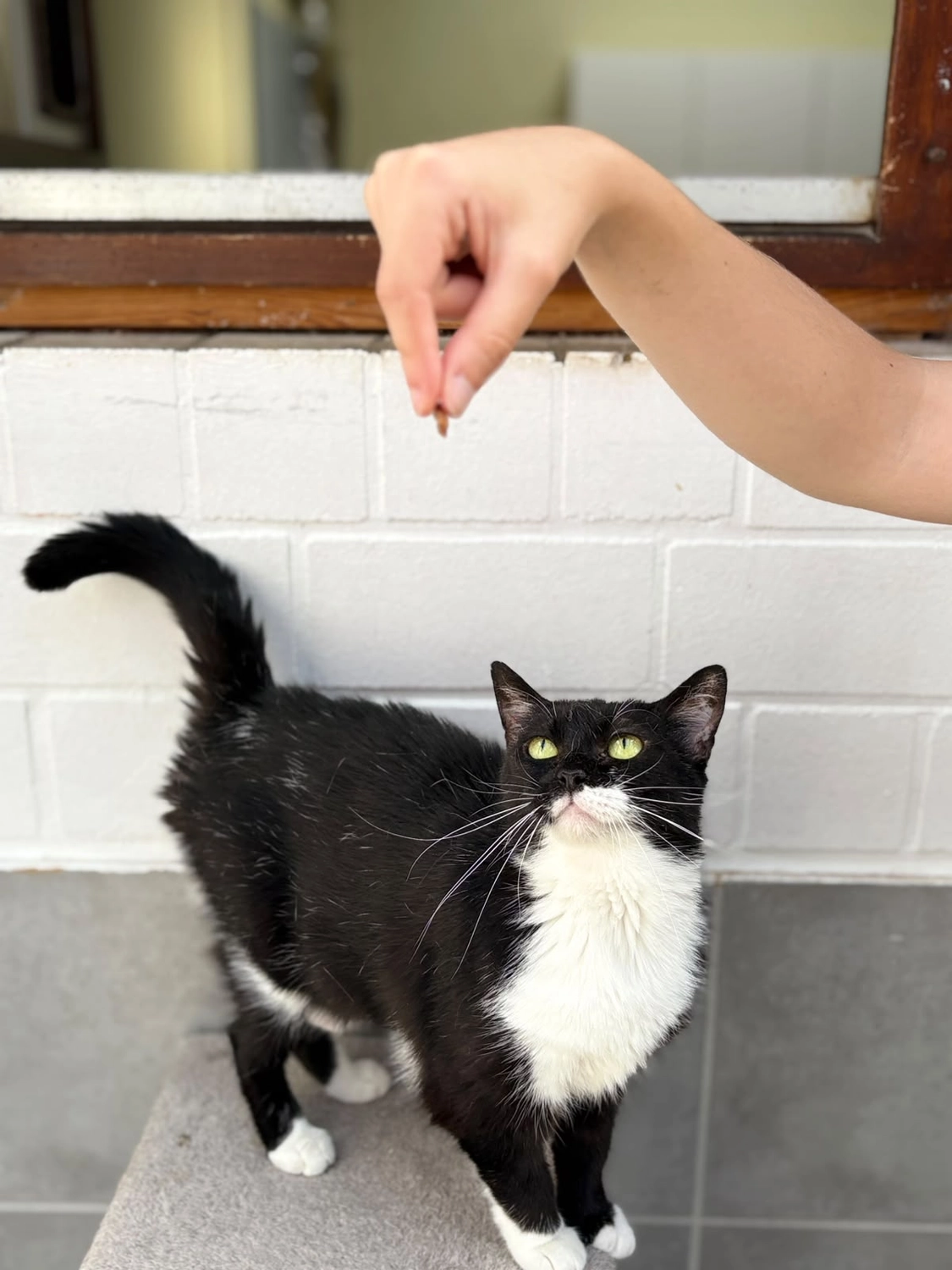 Katze von Tierschutzverein Pforzheim und Umgebung e.V