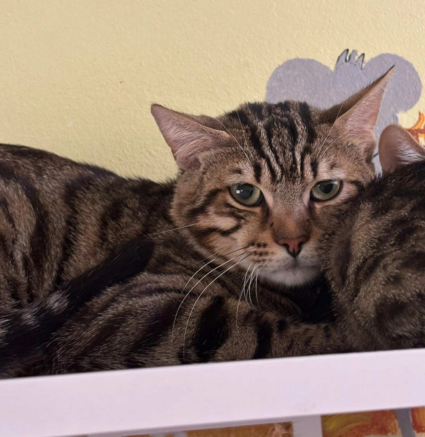 Katze von Tierschutzverein Pforzheim und Umgebung e.V