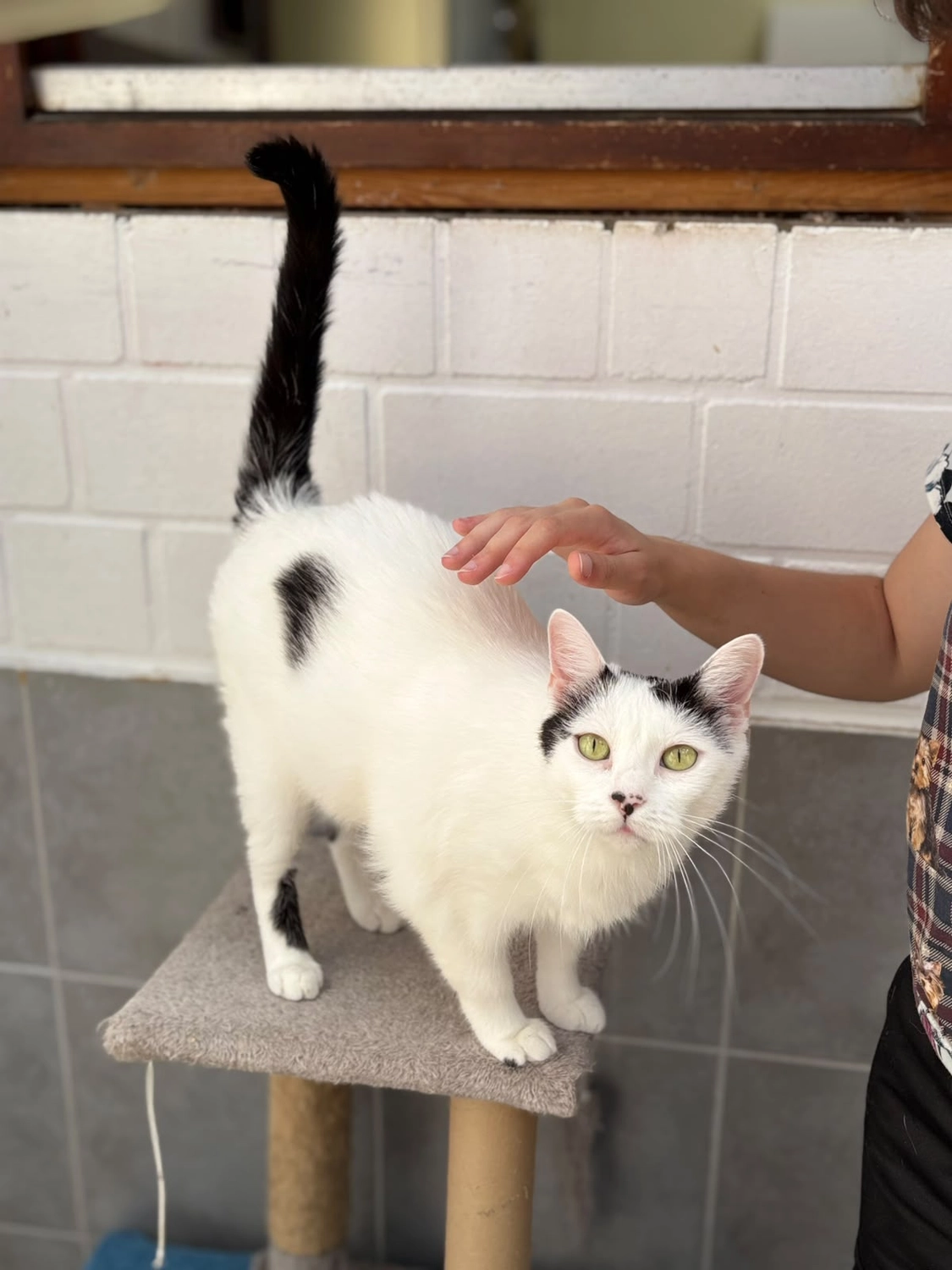 Katze von Tierschutzverein Pforzheim und Umgebung e.V