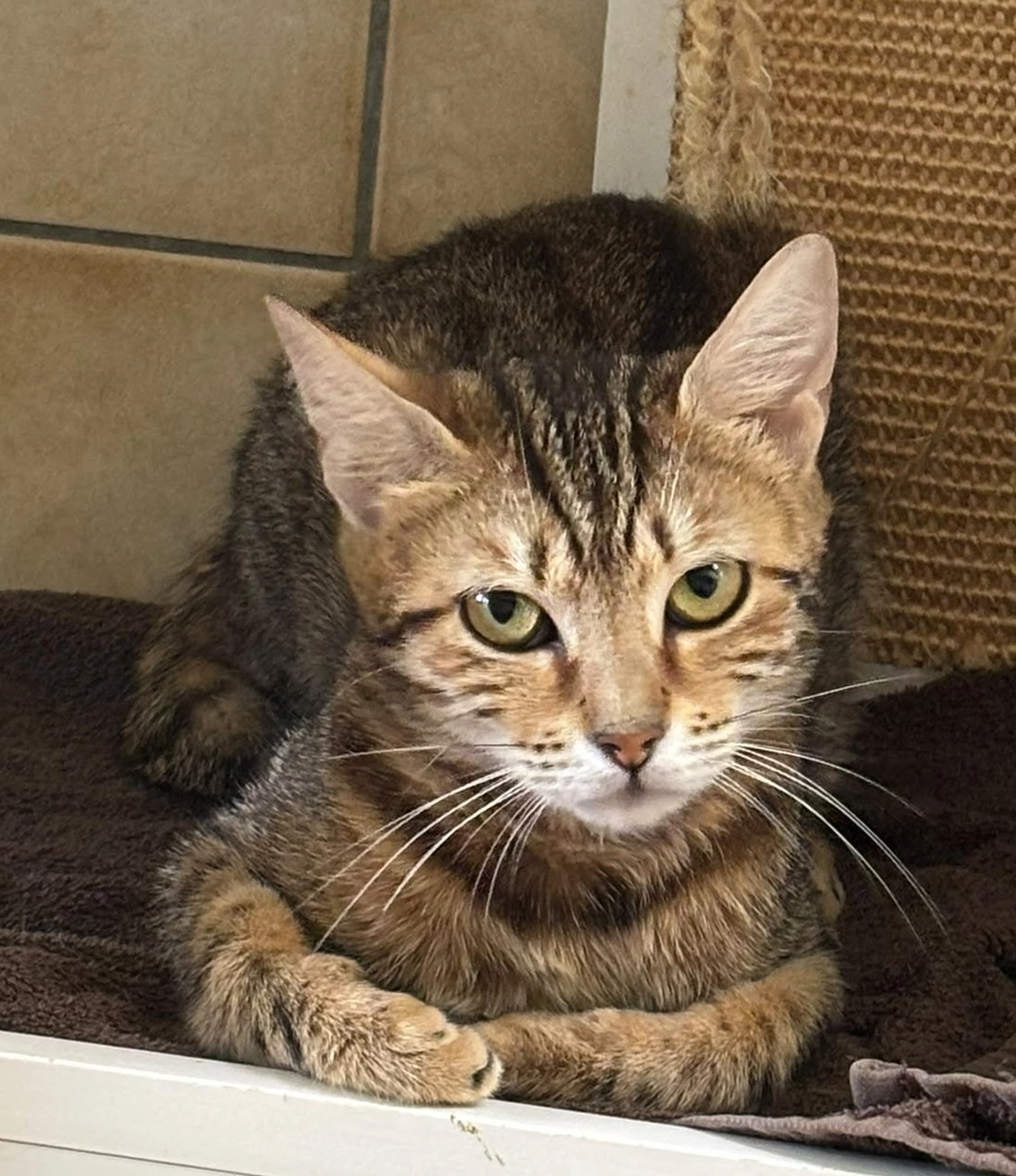 Katze von Tierschutzverein Pforzheim und Umgebung e.V