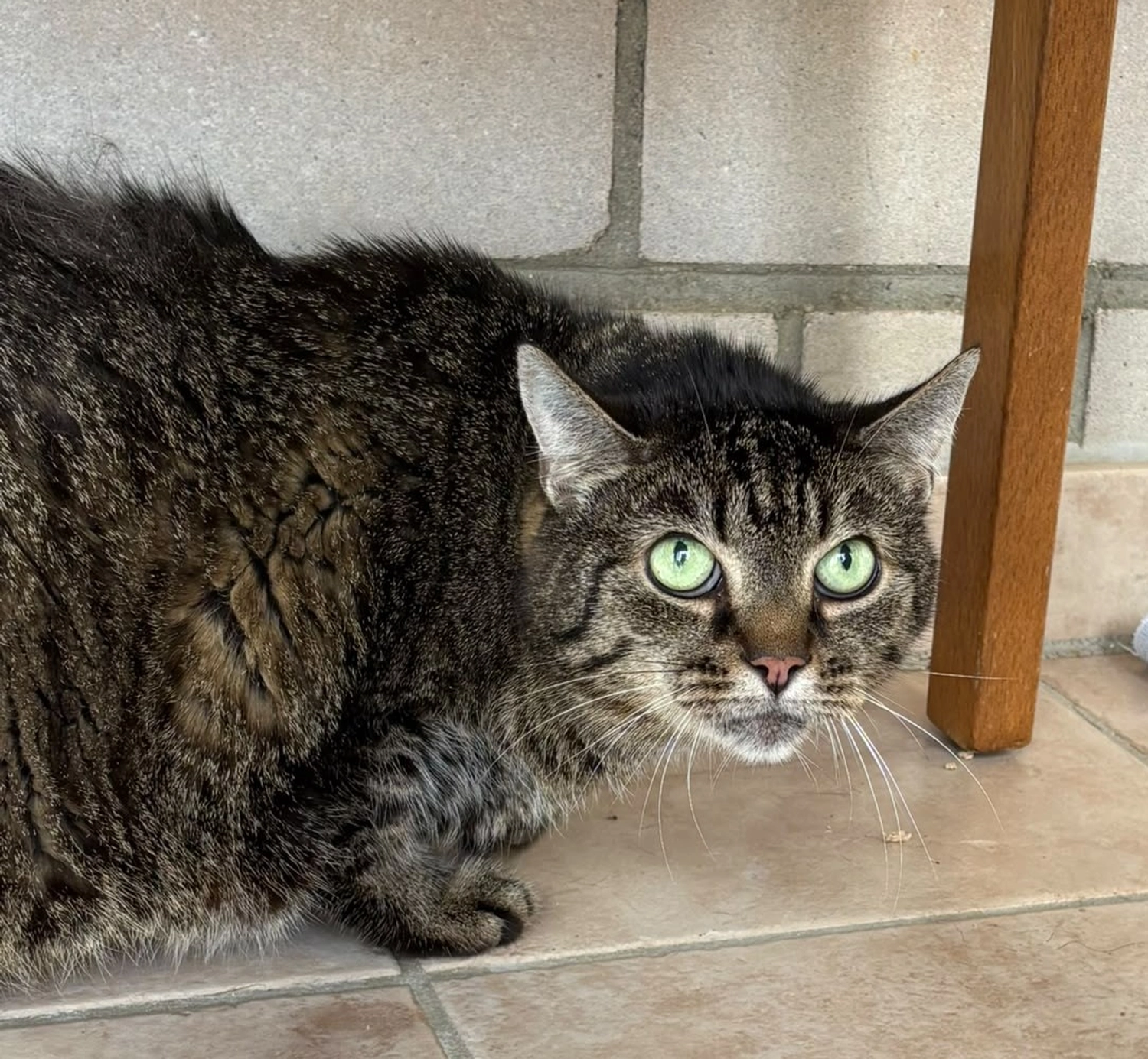 Katze von Tierschutzverein Pforzheim und Umgebung e.V