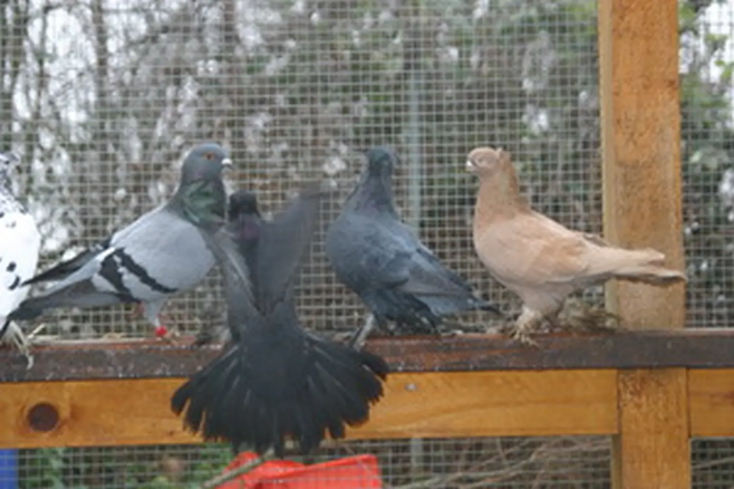 Vögel von Tierschutzverein Pforzheim und Umgebung e.V