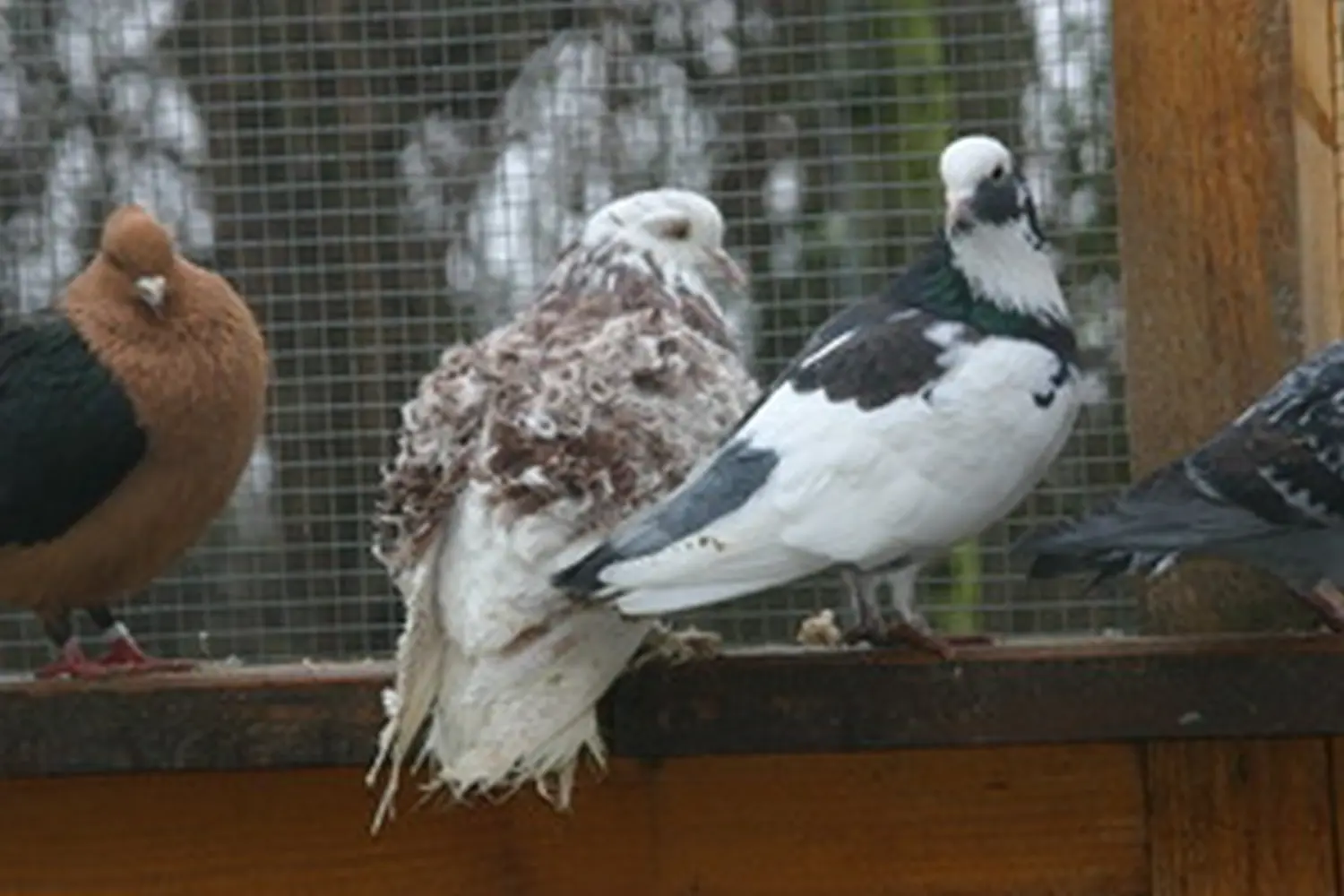 Vögel von Tierschutzverein Pforzheim und Umgebung e.V