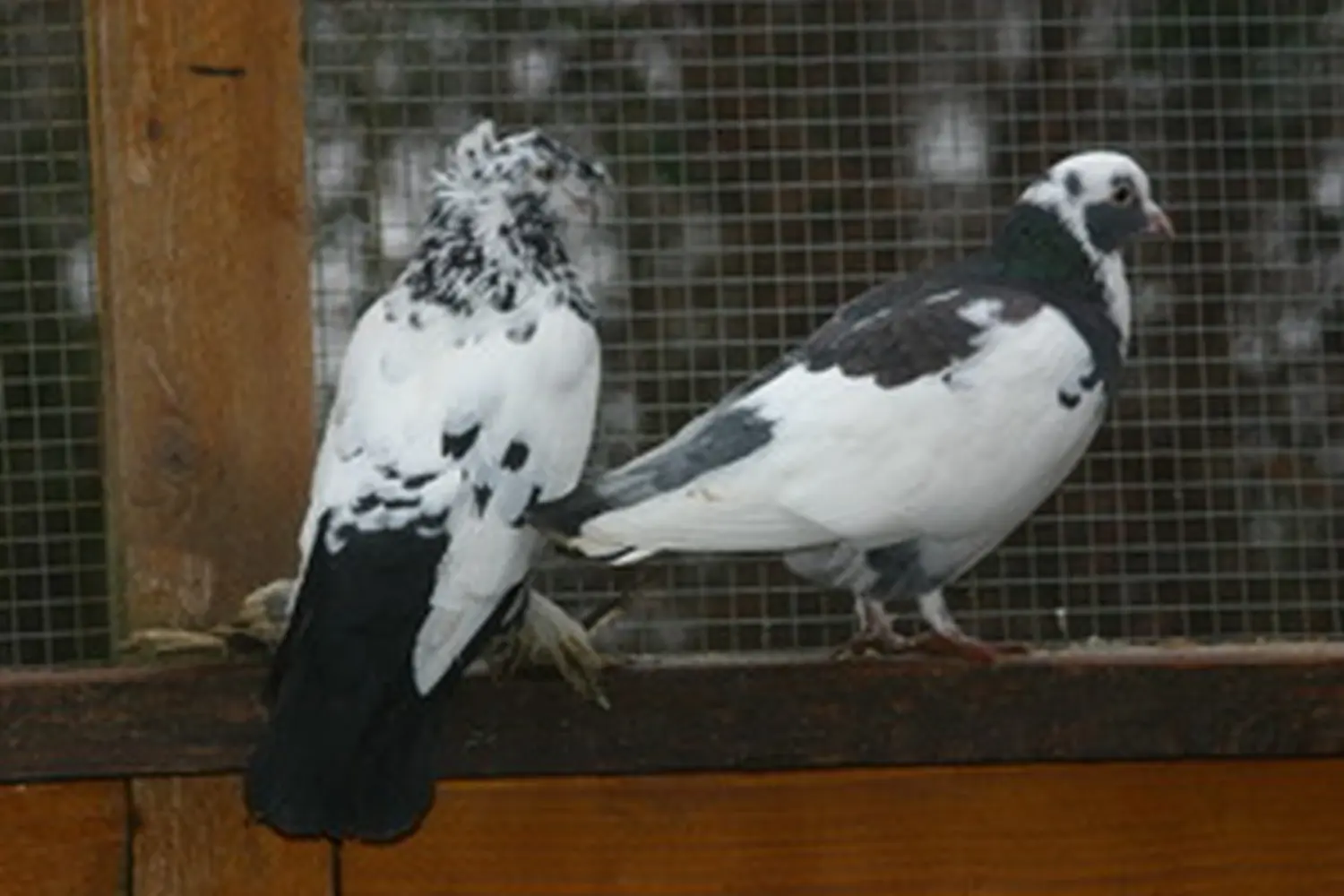 Vögel von Tierschutzverein Pforzheim und Umgebung e.V